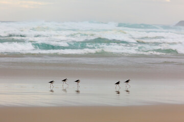 Fototapeta na wymiar pied stilt new Zealand Native Coastal bird, on the beach with dramatic waves, South Islands sandfly bay