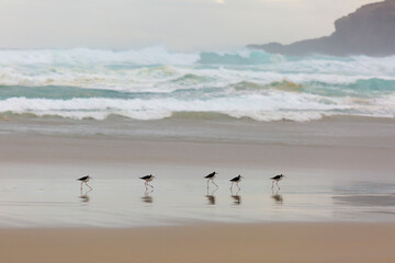 pied stilt new Zealand Native Coastal bird, on the beach with dramatic waves, South Islands sandfly bay