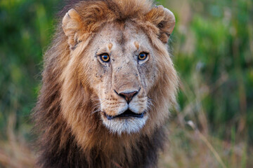 Lion in Masai Mara shot in September 2023