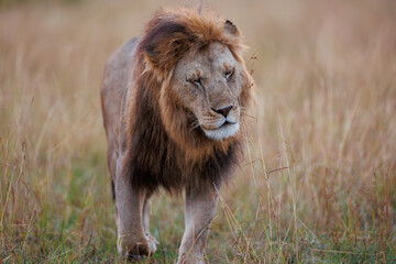 Lion in Masai Mara shot in September 2023