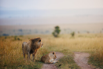 Lion in Masai Mara shot in September 2023