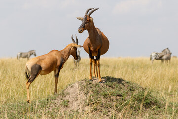 Topi antelope standing on hillocks to attract his mate