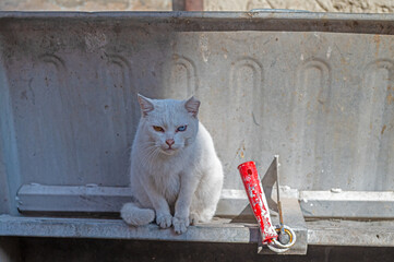 White Van cat sitting in a rubbish bin.