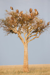 A group of Vultures sitting in the tree in Masai Mara