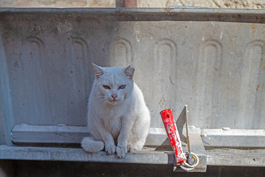 White Van cat sitting in a rubbish bin.