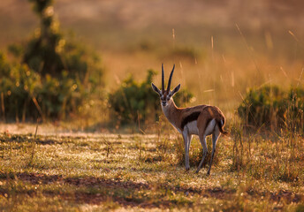 A photo of impala shot in early morning golden sun with dew drops on the ground. 