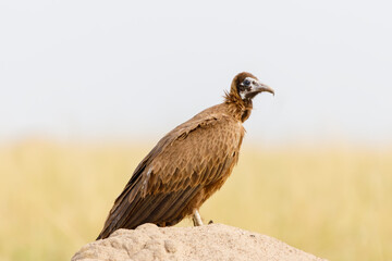 A photo of a hooded vulture on a mud mound in Masai Mara kenya