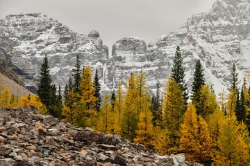 Yellow Larch trees against foggy mountain ridge. Paradise valley autumn. Banff NP. Alberta. Canada