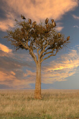 A group of vulture sitting on a tree in Masai Mara with dramatic sky
