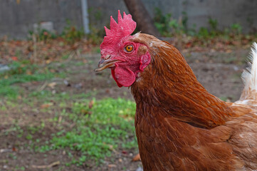 Close-up view of the chicken head.