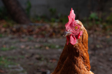 Close-up view of the chicken head.