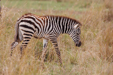 A zebra foal shot in open grassland in Masai Mara Kenya