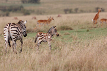 A zebra foal with mother shot in open grassland in Masai Mara Kenya