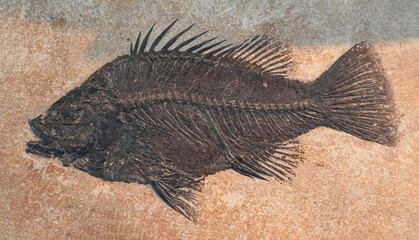 Fototapeta na wymiar close up on fish fossil