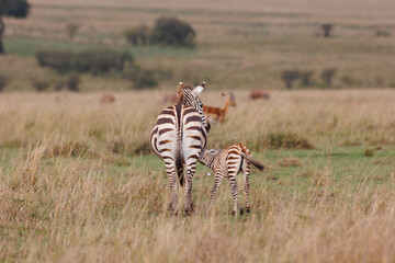 A zebra foal with mother shot in open grassland in Masai Mara Kenya