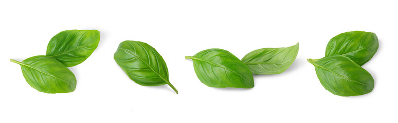 Basil leaves isolated on white, transparent background, PNG. Set, collection of different position basil green fresh leaves. Healthy eating, aromatic herb, food ingredient, spice for culinary - obrazy, fototapety, plakaty
