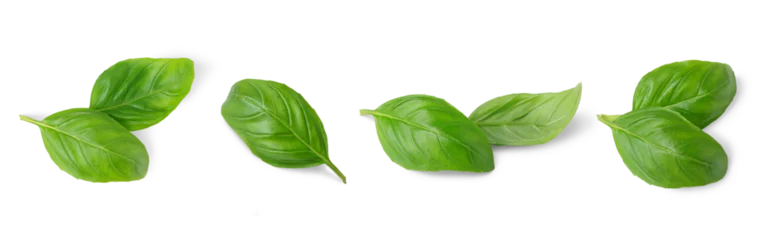 Poster Basil leaves isolated on white, transparent background, PNG. Set, collection of different position basil green fresh leaves. Healthy eating, aromatic herb, food ingredient, spice for culinary © katyamaximenko