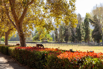 Horse Pasture