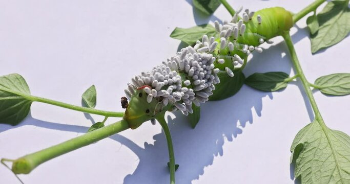 As pest, tomato Goliath Hornworm caterpillars, also known as Tabasco Hornworm caterpillars, can cause significant damage to your tomatoes