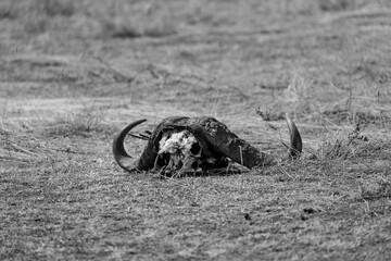 A black and white photo of an African buffalo head, buffalo skull on the ground in Masai Mara.