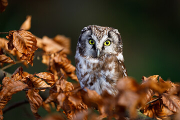 Owl in autumn. Boreal owl, Aegolius funereus, perched on beech branch in colorful forest. Typical...