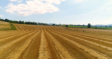 Freshly harvested wheat field