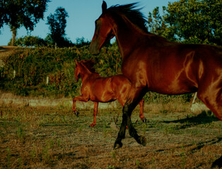 caballo 2