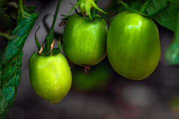 green tomatoes on a branch
