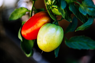 tomatoes on a branch