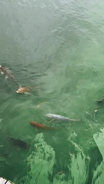 fish in the water, fish, pond, water, sea, ocean, blue, pool, swimming, underwater, wave, swim, nature, woman, surface, summer, waves, diving, abstract, fun, clear, liquid, ripple, aqua, deep, reflect