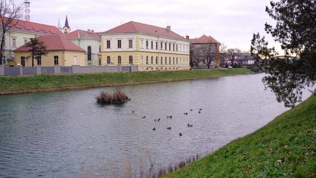 Mallard ducks swimming and shaking their bodies in a lake in Zrenjanin, Serbia