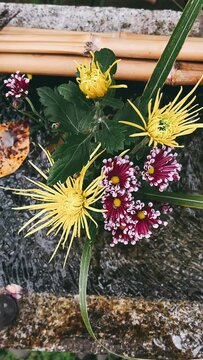 flower, nature, plant, garden, red, flowers, blossom, summer, beauty, leaf, flora, orange, pink, bloom, dahlia, floral, beautiful, petal, spring, color, yellow, gardening, closeup, leaves, tree, ccx, 
