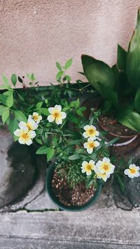 flowers in a pot,flower, nature, plant, garden, red, flowers, blossom, summer, beauty, leaf, flora, orange, pink, bloom, dahlia, floral, beautiful, petal, spring, color, yellow, gardening, closeup, le