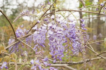 Purple Wisteria Beautiful Blossom in East Texas