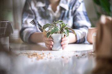 Female gardener hands holding small potted plant variegated monstera succulent leaves table closeup