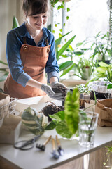 Woman transplant variegated monstera at home garden use drainage granule soil ground on table