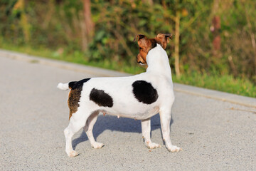 A cute Jack Russell Terrier dog walks along the sidewalk. Pet portrait with selective focus and copy space