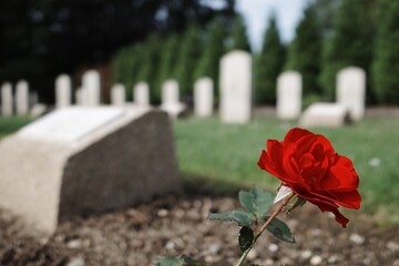 Rote Rose vor Grabsteinen auf einem Soldatenfriedhof