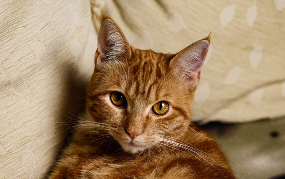 Close up of red brindle kitten lying on sofa, jade colored eyes.