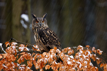 Owl in snowfall. Eurasian eagle owl, Bubo bubo, perched on beech branch in colorful autumn forest....