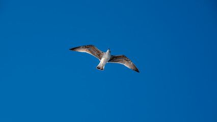Fototapeta na wymiar Seagull flying in the blue sky over the mountains of Gokceada island, Turkey, closeup of photo