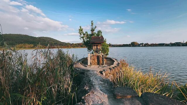 flowers on the lake, plants, flowers, shrine, japan, nature, plant, water, tree, beach, sea, landscape, summer, garden, flower, sky, grass, leaf, leaves, palm, ocean, tropical, forest, trees, lake, tr