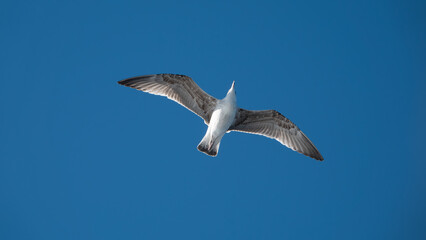 Seagull flying in the blue sky over the mountains of Gokceada island, Turkey, closeup of photo