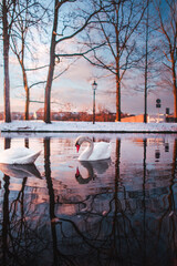 lake with swan in winter