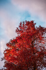 red autumn tree
