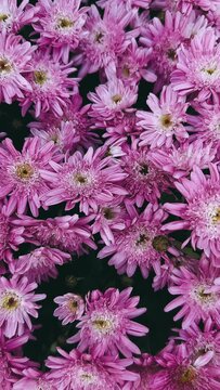 pink flowers background,flowers in a garden, rose, flower, flowers, garden, plant, nature, pink, bouquet, blossom, spring, pot, leaf, decoration, summer, bloom, gardening, flora, color, floral, vase, 