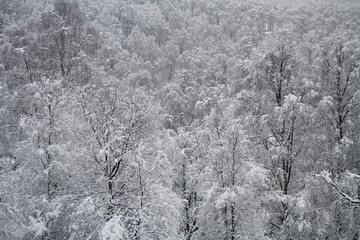 Snow covered trees in the Cairngorms, Scotland