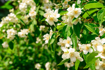 Beautiful jasmine flowers blooming outdoors, closeup