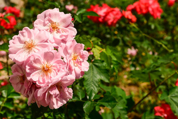 Obraz premium Beautiful pink roses blooming in garden, closeup