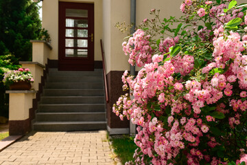 Fototapeta na wymiar Beautiful pink roses in garden